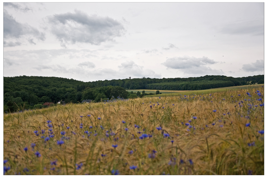 Eifel-Kornblumen