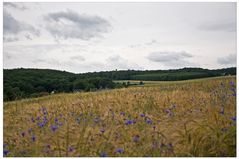 Eifel-Kornblumen