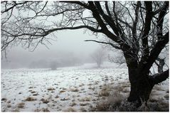 Eifel Nebel #2