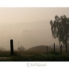 Eifel-Nebel