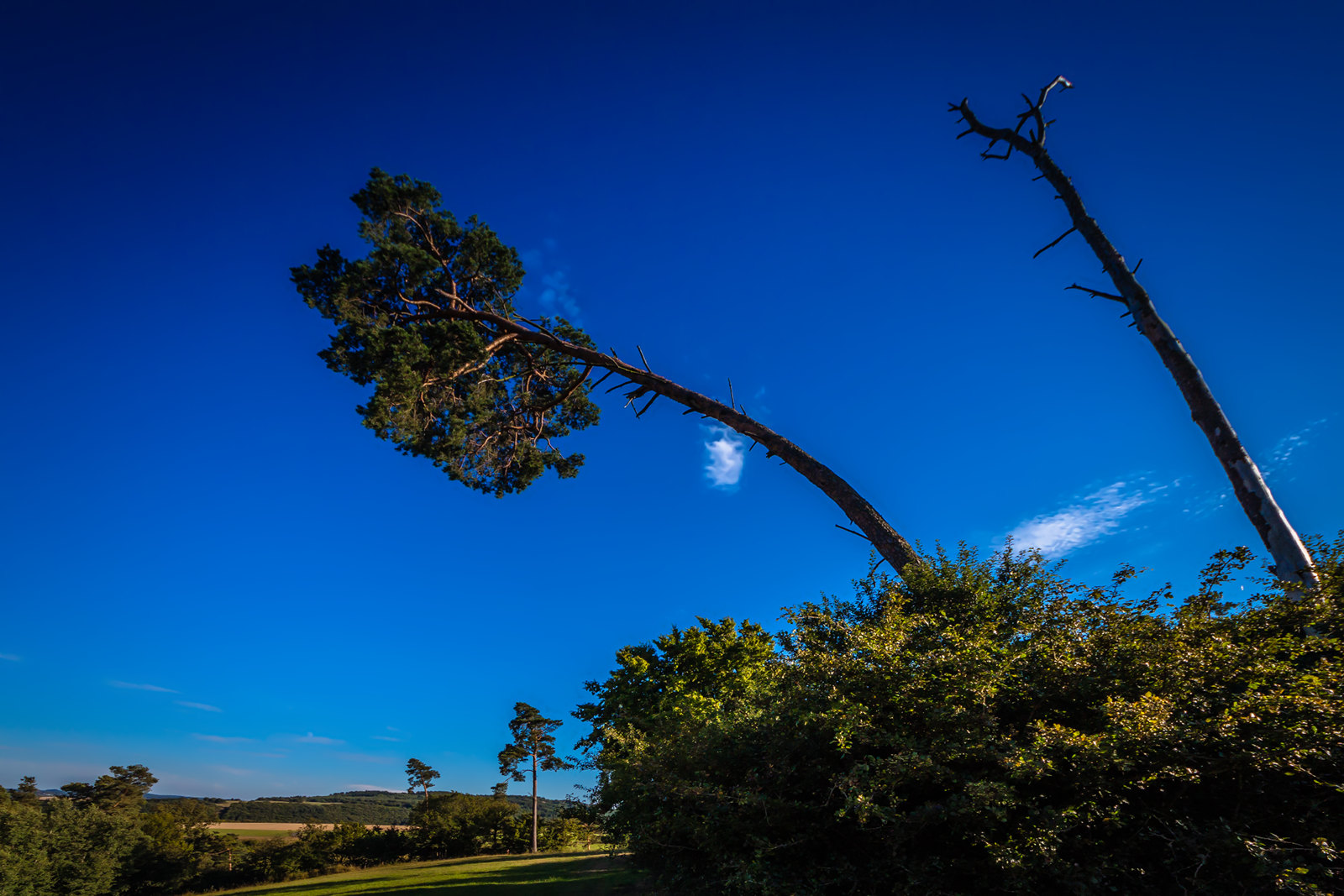 Eifel-Palme