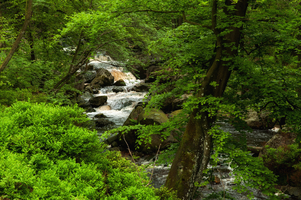 Eifel-Urwald