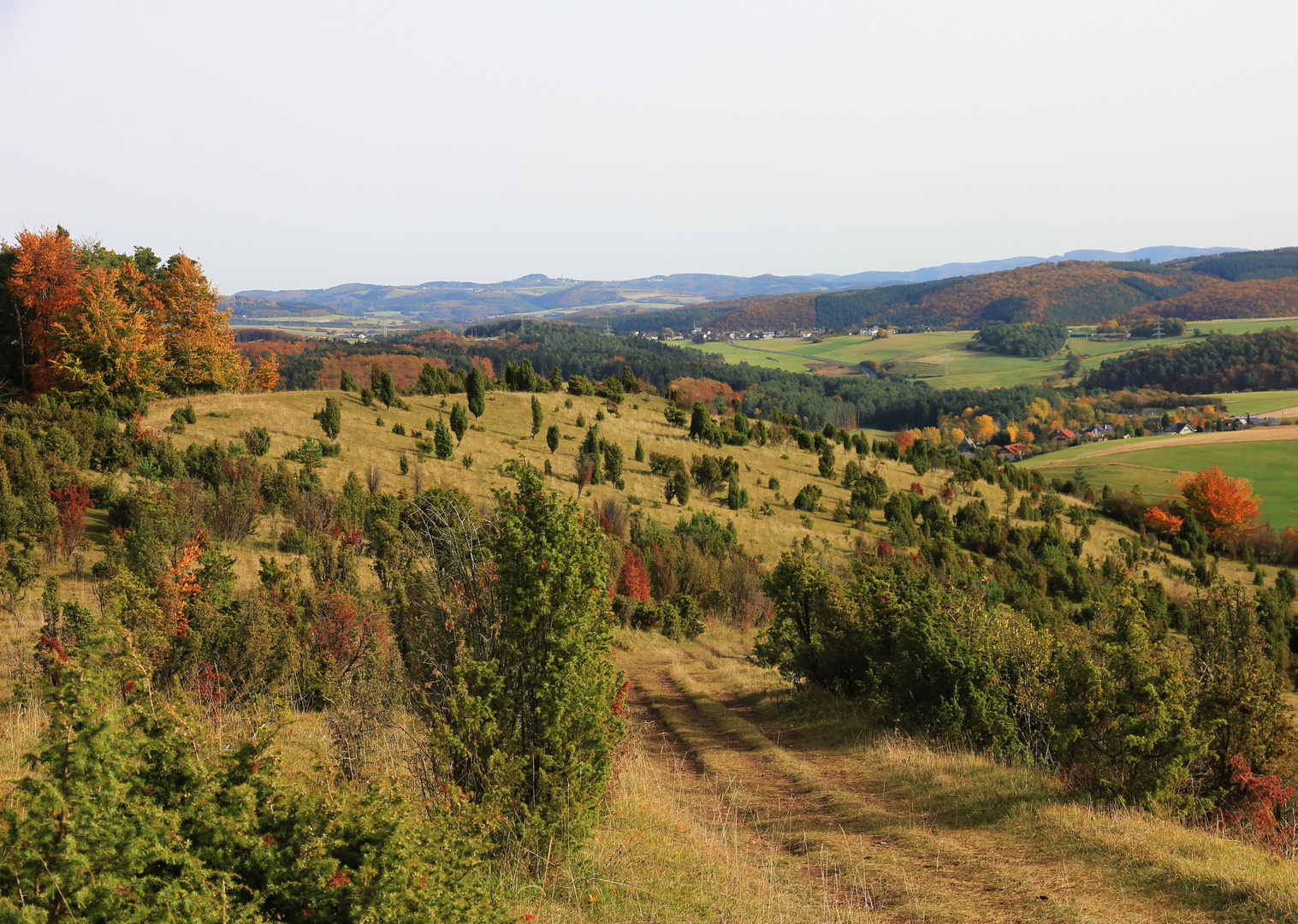 Eifel Wacholderheide bei Niederehe 2