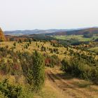 Eifel Wacholderheide bei Niederehe 2