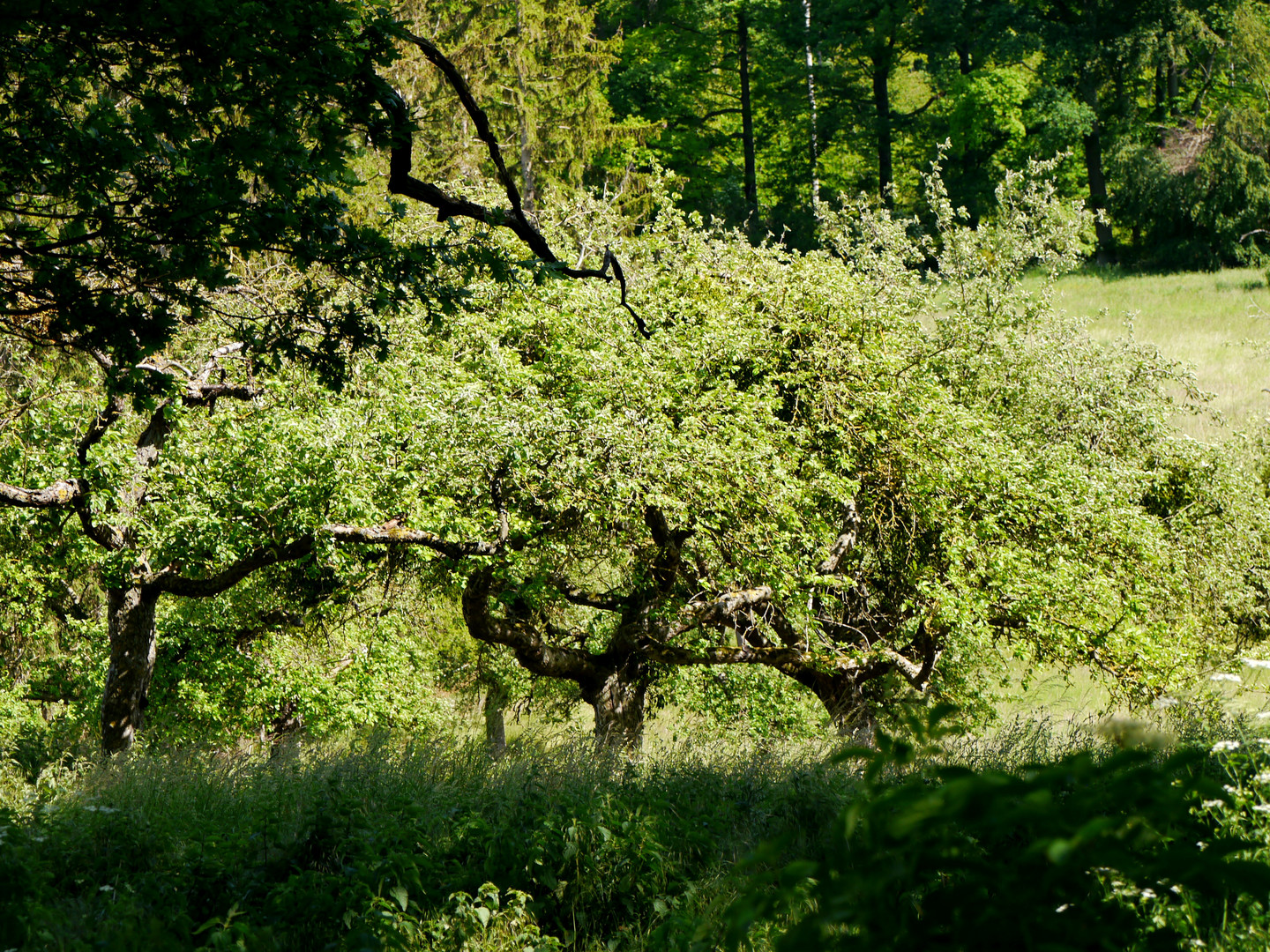 Eifel - Wiese mit Obstbäumen