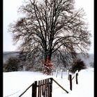 Eifel Winter