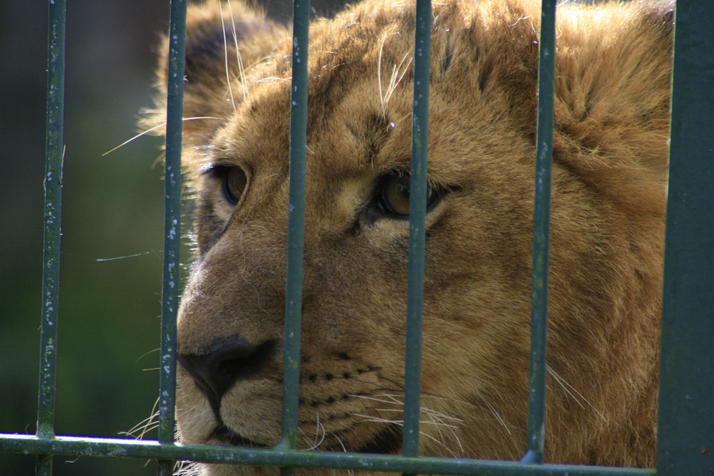 Eifel Zoo