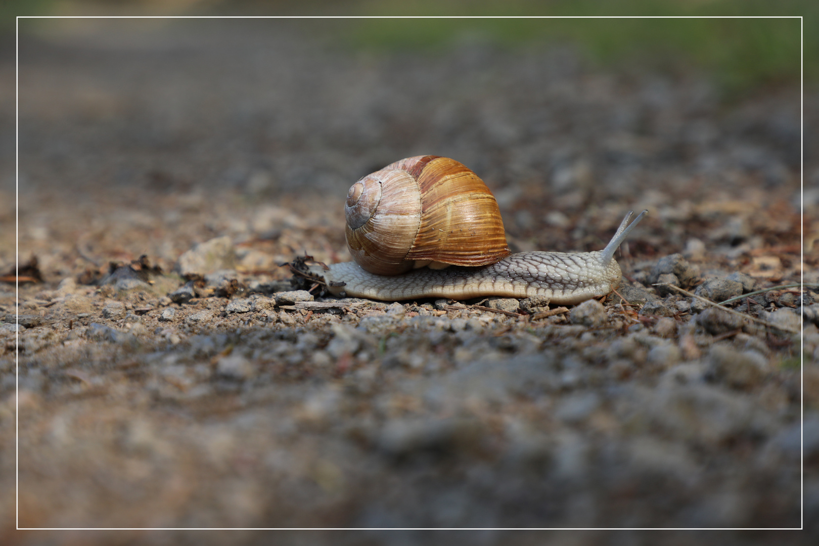 Eifel_20-09-18_Wallenborn_Schnecke