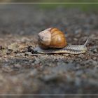 Eifel_20-09-18_Wallenborn_Schnecke