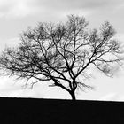 Eifelbaum gegen den Himmel