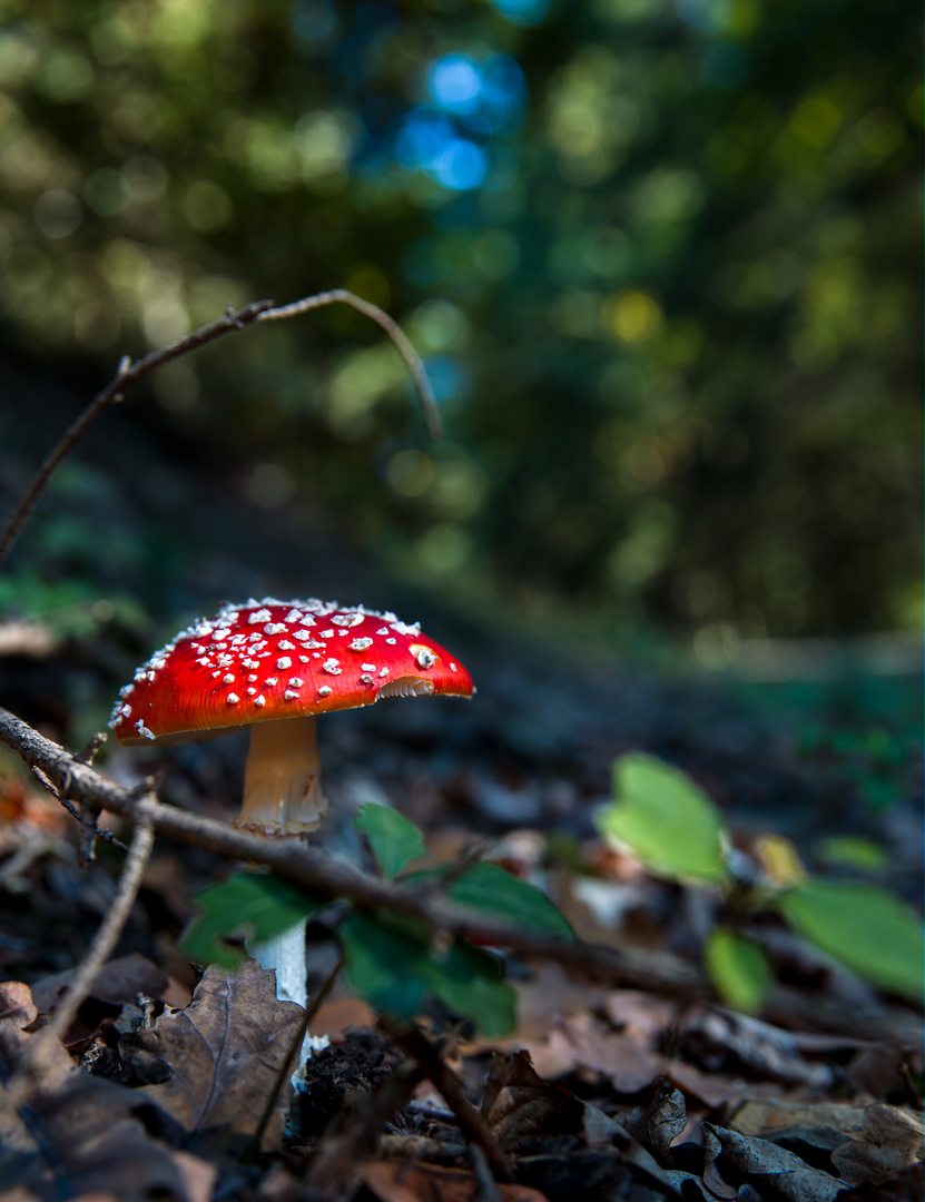 Eifeler Fliegenpilz