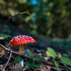 Eifeler Fliegenpilz