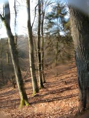 Eifeler Tropfenbaum