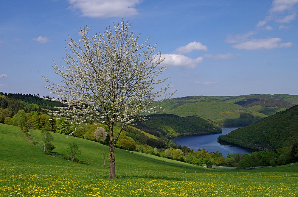 Eifelfrühling 10.5.15