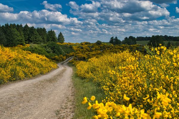 Eifelgold im Nationalpark