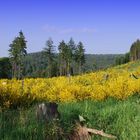 Eifelgold im Schleidener Höhengebiet