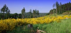 Eifelgold im Schleidener Höhengebiet