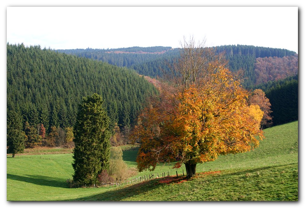 Eifelherbst