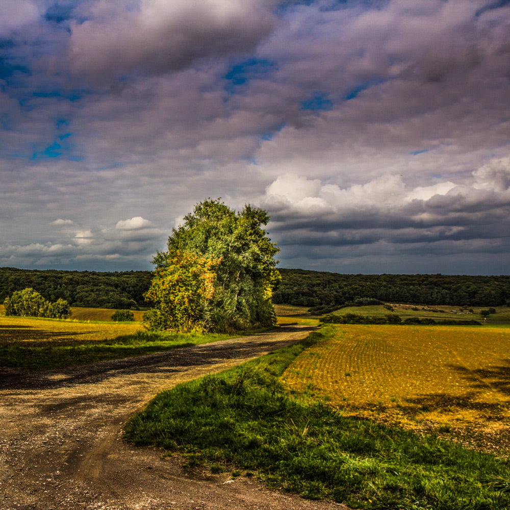 Eifellandschaft -Herbst-