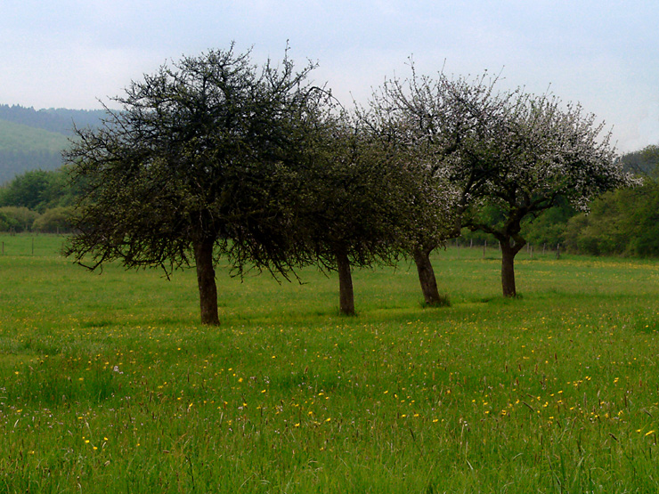 Eifellandschaft im Frühling