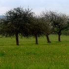 Eifellandschaft im Frühling