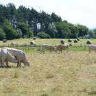 Eifellandschaft in der Mittagssonne