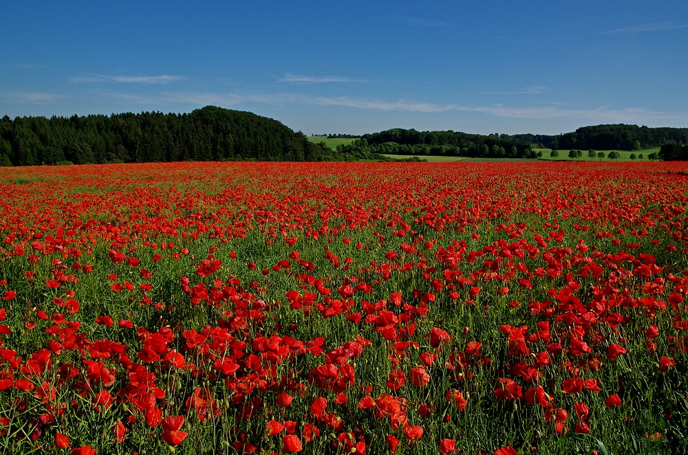 Eifelmohn