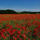 Eifelmohn