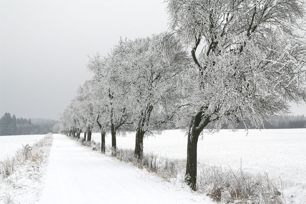 Eifelsteig im Winter