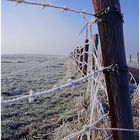 Eifelweide inne Eifel