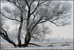 Eifelwinter II