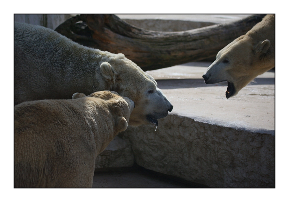 ... Eifersucht im Eisbär-Harem ... / ... jalousie dans le harem ours polaire ...