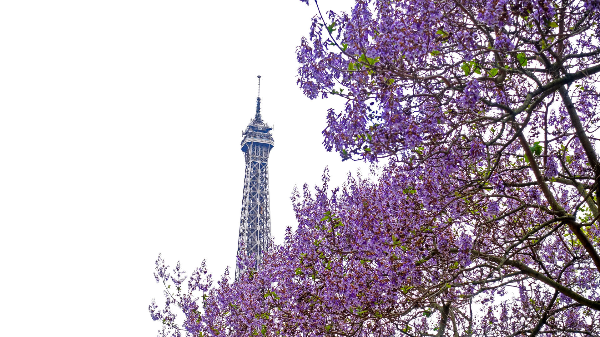 Eiffelturm im Blütenmeer