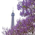 Eiffelturm im Blütenmeer