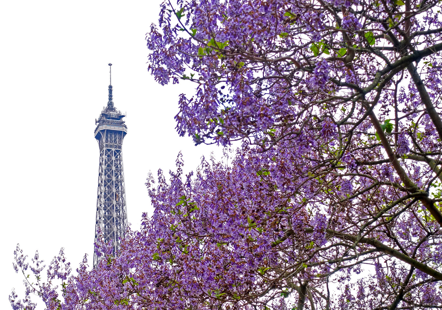 Eiffelturm im Blütenmeer verbessert