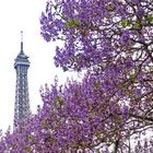 Eiffelturm im Blütenmeer verbessert