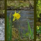 Eifler Frühling