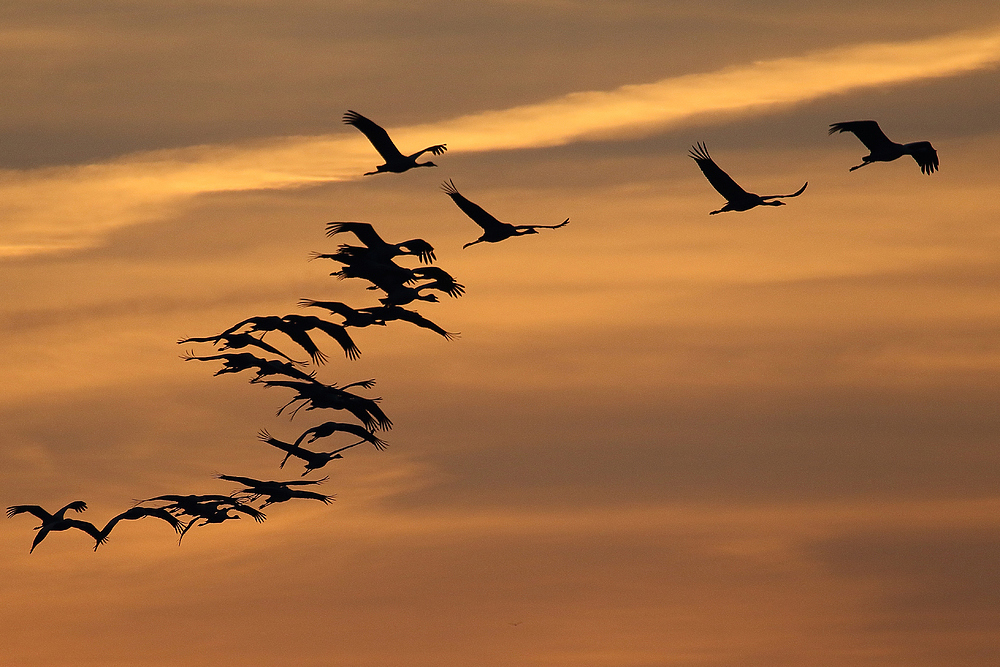 Eiflug zu den Schlafplätzen auf Fischland Darß