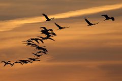 Eiflug zu den Schlafplätzen auf Fischland Darß