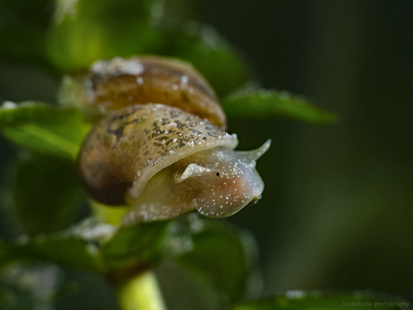 Eiförmige Schlammschnecke