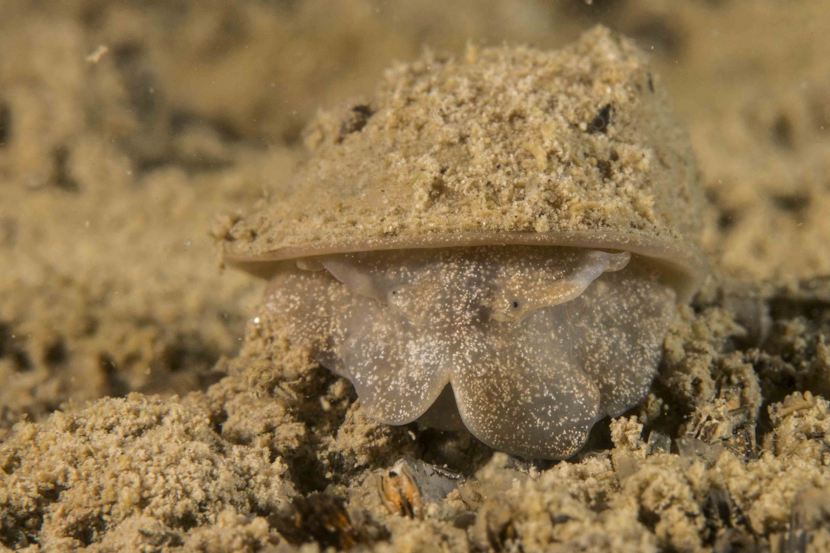 Eiförmige Schlammschnecke (Radix Balthica)