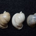 Eiförmige Schlammschnecke (Radix ovata)