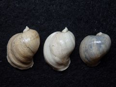 Eiförmige Schlammschnecke (Radix ovata)