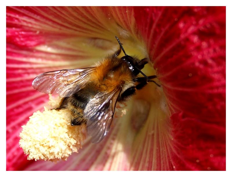 Eifrige Biene