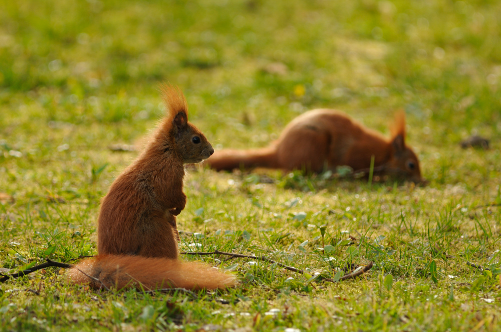 Eifrige Hörnchen