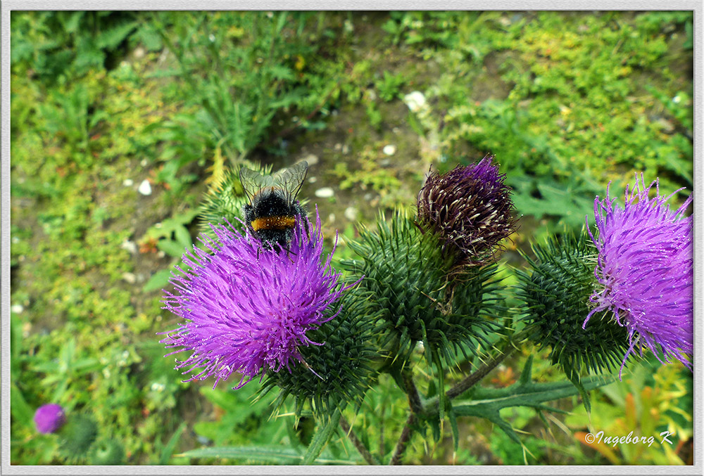 Eifrige Hummel beim Sammeln von Nektar