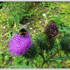 Eifrige Hummel beim Sammeln von Nektar