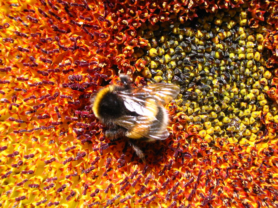 eifriger Sammler auf Sonnenblume