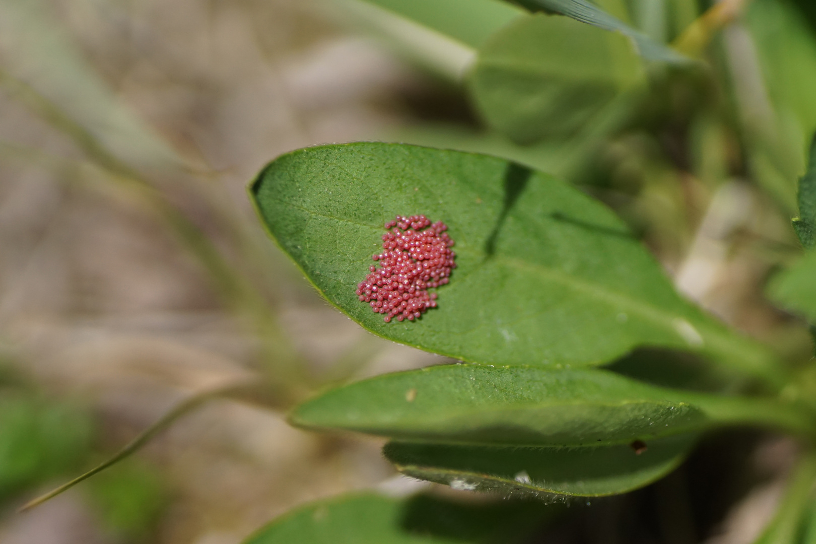 Eigelege des Goldenen Scheckenfalters (Euphydryas aurinia)