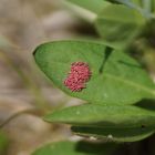 Eigelege des Goldenen Scheckenfalters (Euphydryas aurinia)